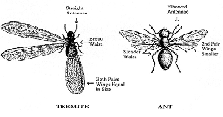 有翅蚂蚁的触角是弯曲的(像肘状),有翅白蚁的触角是直的.
